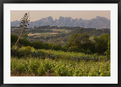 Framed Vineyards and Cactus with Montserrat Mountain, Catalunya, Spain Print