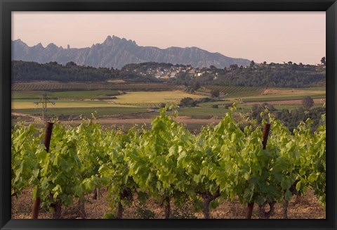 Framed Spring Vineyards with Montserrat Mountain, Catalonia, Spain Print