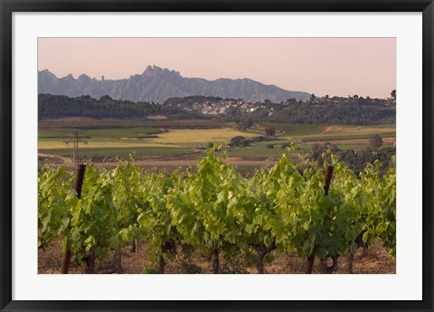 Framed Spring Vineyards with Montserrat Mountain, Catalonia, Spain Print