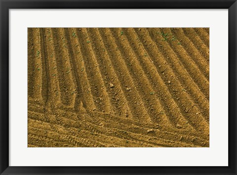 Framed Tilled Ground Ready for Planting, Brinas, La Rioja, Spain Print