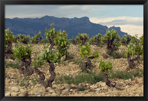 Framed Vineyard along the San Vicente to Banos de Ebro Road, La Rioja, Spain Print