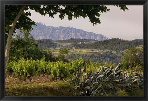 Framed Vineyards and Cactus with Montserrat Mountain, Catalunya, Spain Print