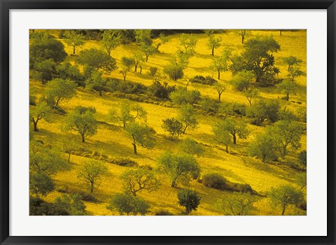 Framed Morning View of Farmland, Mallorca, Balearics, Spain Print