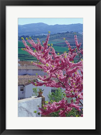 Framed Flowering Cherry Tree and Whitewashed Buildings, Ronda, Spain Print