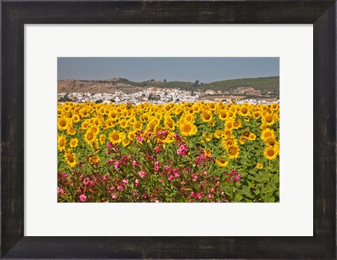Framed Spain, Andalusia, Bornos Sunflower Fields Print