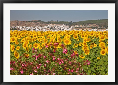 Framed Spain, Andalusia, Bornos Sunflower Fields Print