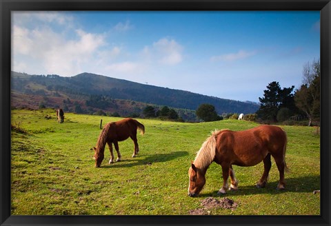 Framed Horses By Jaizkibel Road, Hondarribia, Spain Print