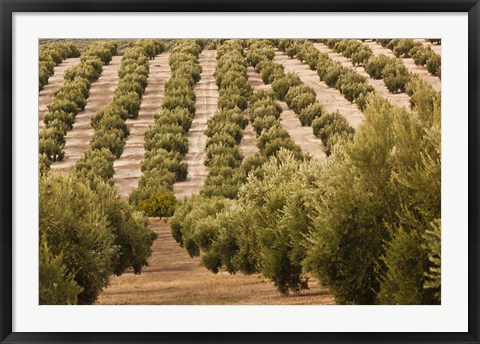 Framed Olive Groves, Jaen, Spain Print