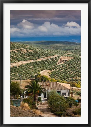 Framed Olive Groves, Ubeda, Spain Print