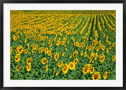 Framed Spain, Andalusia, Cadiz Province Sunflower Fields Print