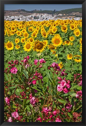 Framed Spain, Andalusia, Cadiz Province, Bornos Sunflower Fields Print