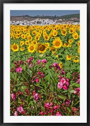 Framed Spain, Andalusia, Cadiz Province, Bornos Sunflower Fields Print