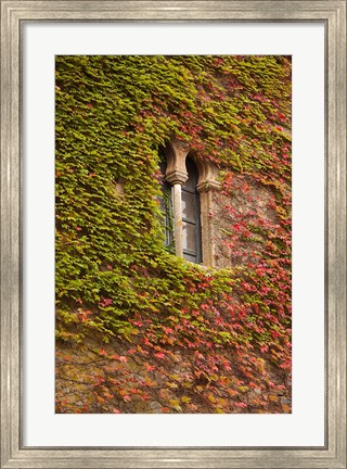 Framed Ivy-Covered Wall, Ciudad Monumental, Caceres, Spain Print