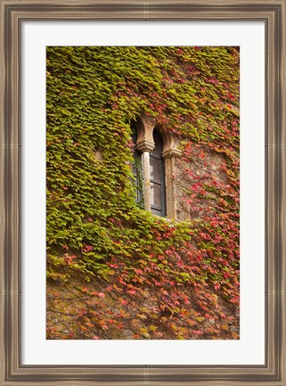 Framed Ivy-Covered Wall, Ciudad Monumental, Caceres, Spain Print