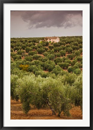 Framed Olive Groves, Jaen, Spain Print