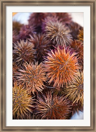 Framed Sea Urchins For Sale, Cadiz, Spain Print