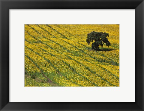 Framed Spain, Andalusia, Cadiz Province Lone Tree in a Field of Sunflowers Print