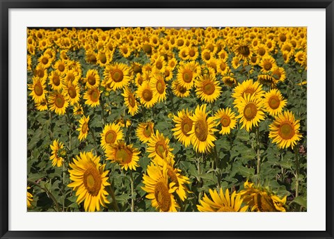 Framed Spain, Andalusia, Cadiz Province Sunflower Fields Print