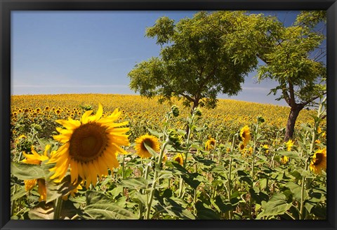 Framed Spain, Andalusia, Cadiz Province Trees in field of Sunflowers Print