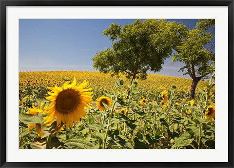 Framed Spain, Andalusia, Cadiz Province Trees in field of Sunflowers Print