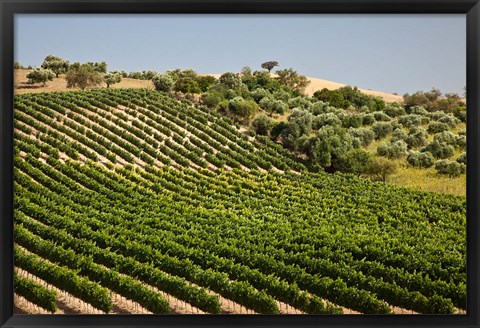 Framed Spain, Andalusia, Cadiz Province Vineyard Field and Olive Grove Print