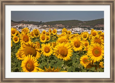 Framed Spain, Andalusia, Cadiz Province, Bornos Sunflower Fields Print