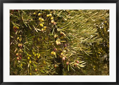 Framed Spain, Jaen Province, Jaen-area, Olive Trees Print