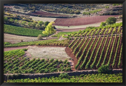 Framed Vineyards, Bobadilla, Spain Print