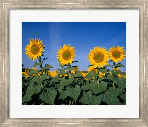 Framed Sunflowers, Spain Print