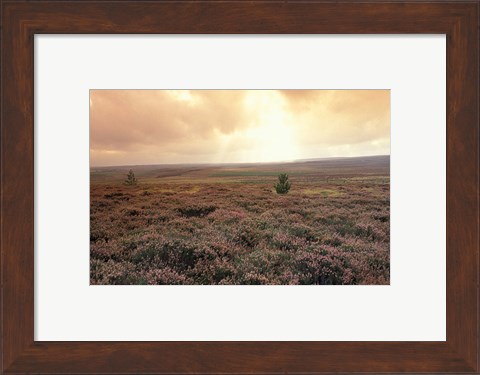 Framed Heather, near Danby, North York Moors, England Print