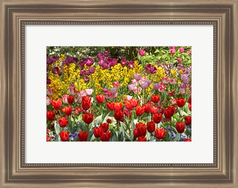 Framed Tulips in St James&#39;s Park, London, England, United Kingdom Print