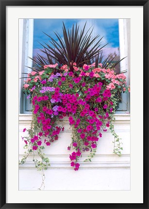 Framed Flower Box in London, England Print