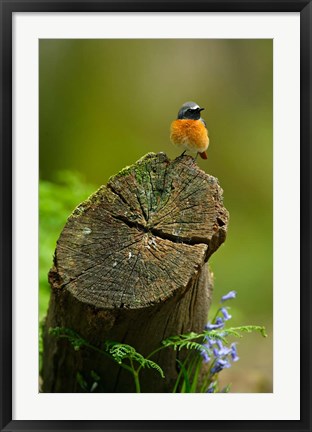 Framed Redstart bird, Forest of Dean, Gloucestershire, UK Print