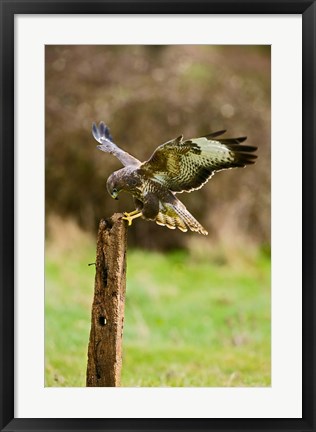 Framed UK, Common Buzzard bird on wooden post Print