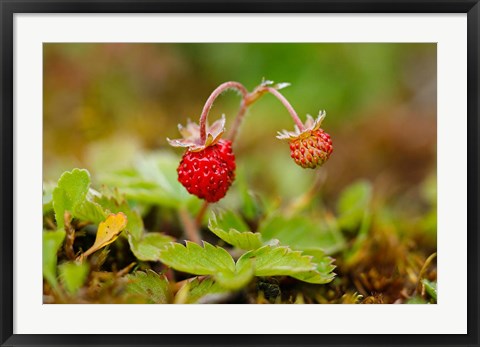 Framed UK, England, Strawberry fruit, garden Print