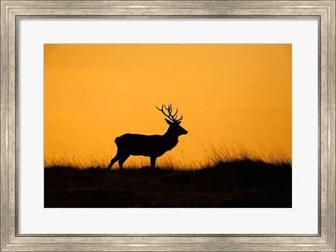 Framed UK, Red Deer stag at dawn Print
