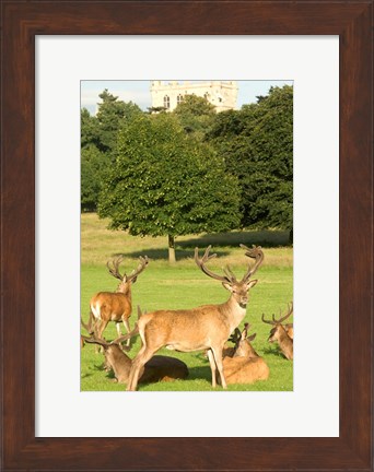 Framed English red deer stags, Nottingham, England Print