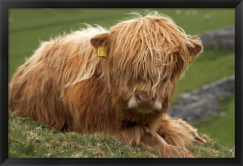 Framed Highland cow, Farm animal, North Yorkshire, England Print