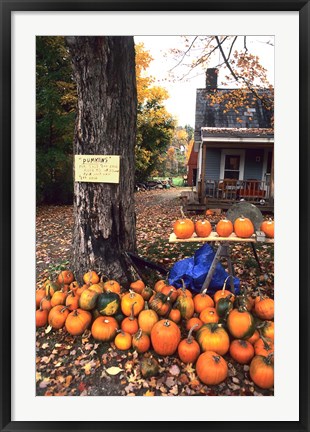 Framed Pumpkins For Sale in New England Print