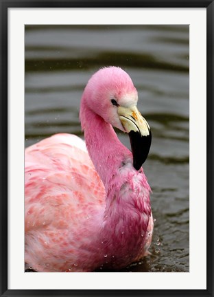 Framed Andean Flamingo, Tropical Bird, England Print