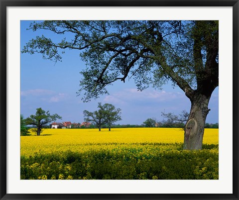 Framed Rape Seed Field, Billinghurst, Sussex, England Print