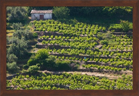 Framed Greece, Aegean Islands, Samos, Vourliotes Vineyard Print