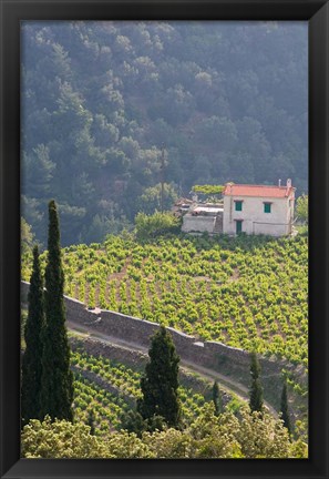 Framed Hillside Vineyard, Manolates, Samos, Aegean Islands, Greece Print