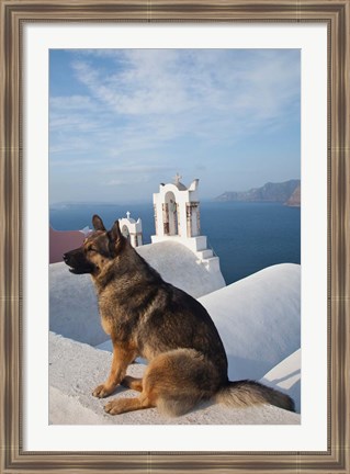 Framed Greece, Santorini, Oia, Dog, Blue Domed Churches Print