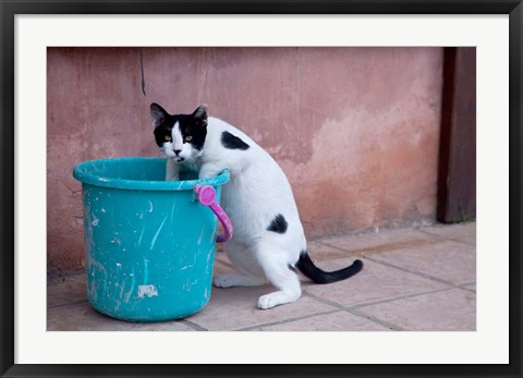 Framed Greece, Crete, Chania, Old Harbor, Cat Print