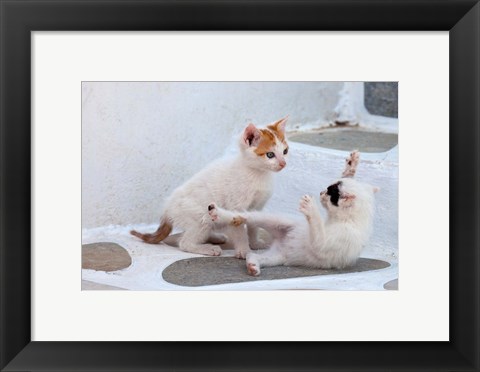 Framed Kittens Playing, Mykonos, Greece Print