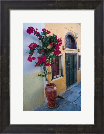 Framed Bougenvillia Vine in Pot, Oia, Santorini, Greece Print