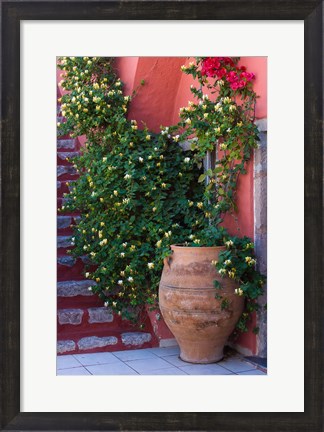 Framed Large Pot With Honeysuckle Vine, Santorini, Greece Print