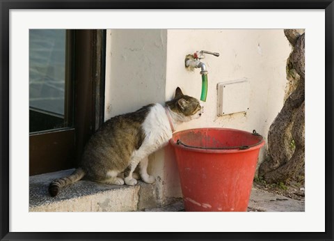 Framed Greece, Dodecanese, Rhodes, Cat Print