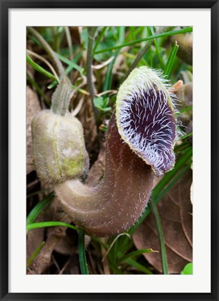 Framed Greece, Crete, Cretan Birthwort, Carnivorous Flora Print